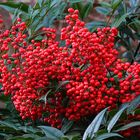 seine Beeren leuchten in der dunklen Zeit besonders schön