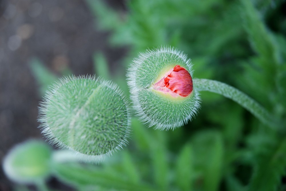 Seine erste Blüte