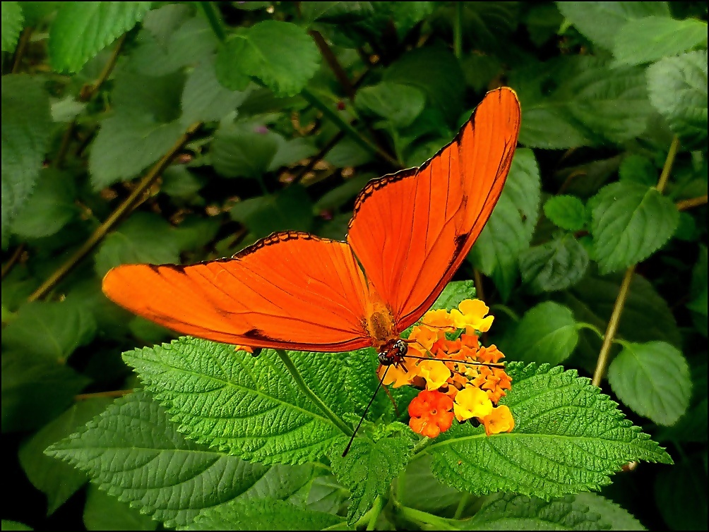 Seine Farbe passt zur Blüte