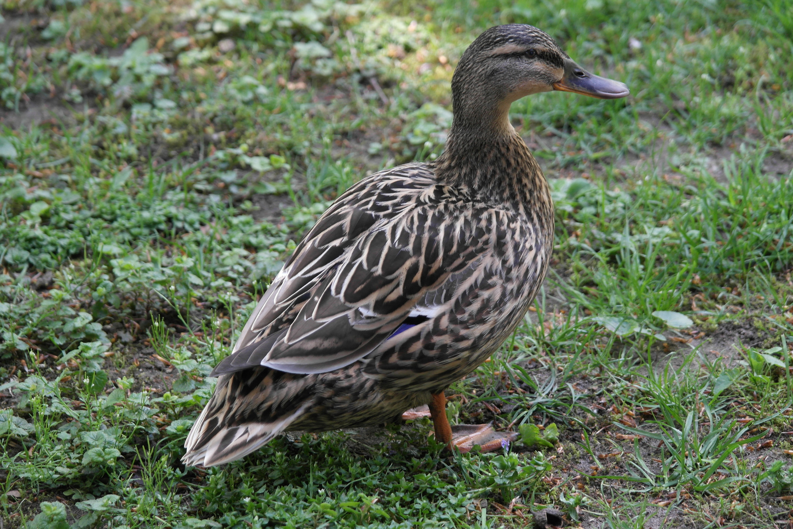 Seine Frau