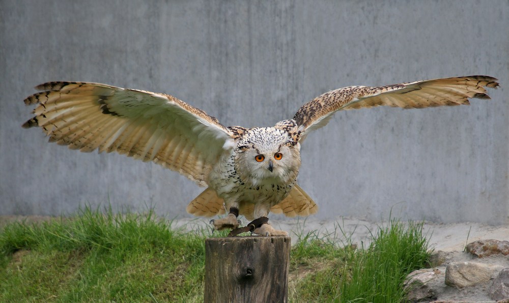 Seine gewaltige Flügelspannweite... Foto & Bild