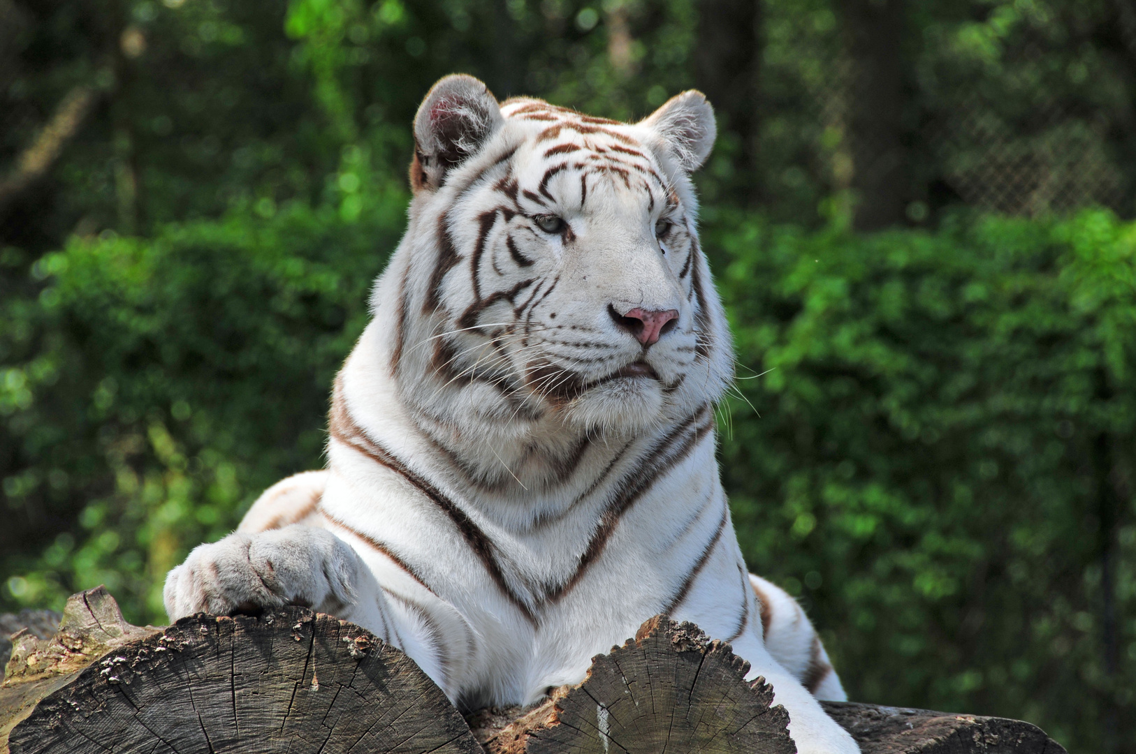 Seine Herrlichkeit - ein weisser Tiger