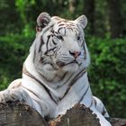 Seine Herrlichkeit - ein weisser Tiger