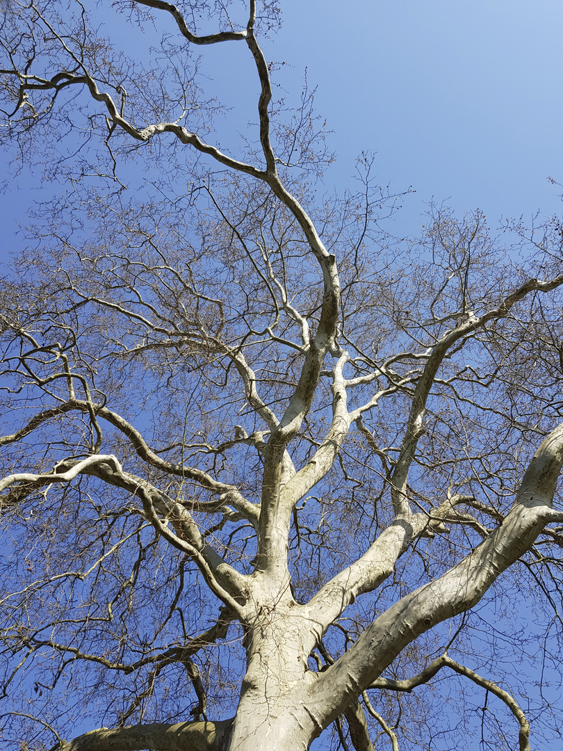 Seine Majestät    der Baum