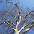 Seine Majestät    der Baum