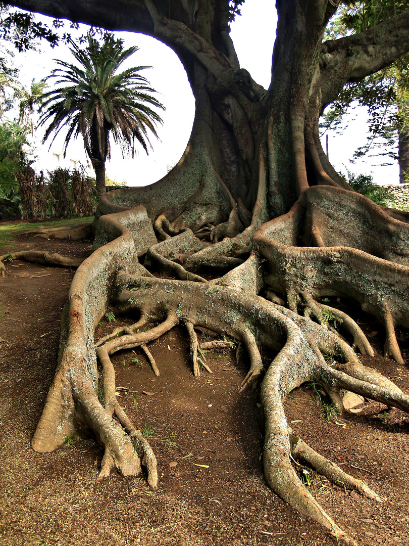 Seine Majestät - der Baum 2