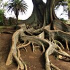 Seine Majestät - der Baum 2