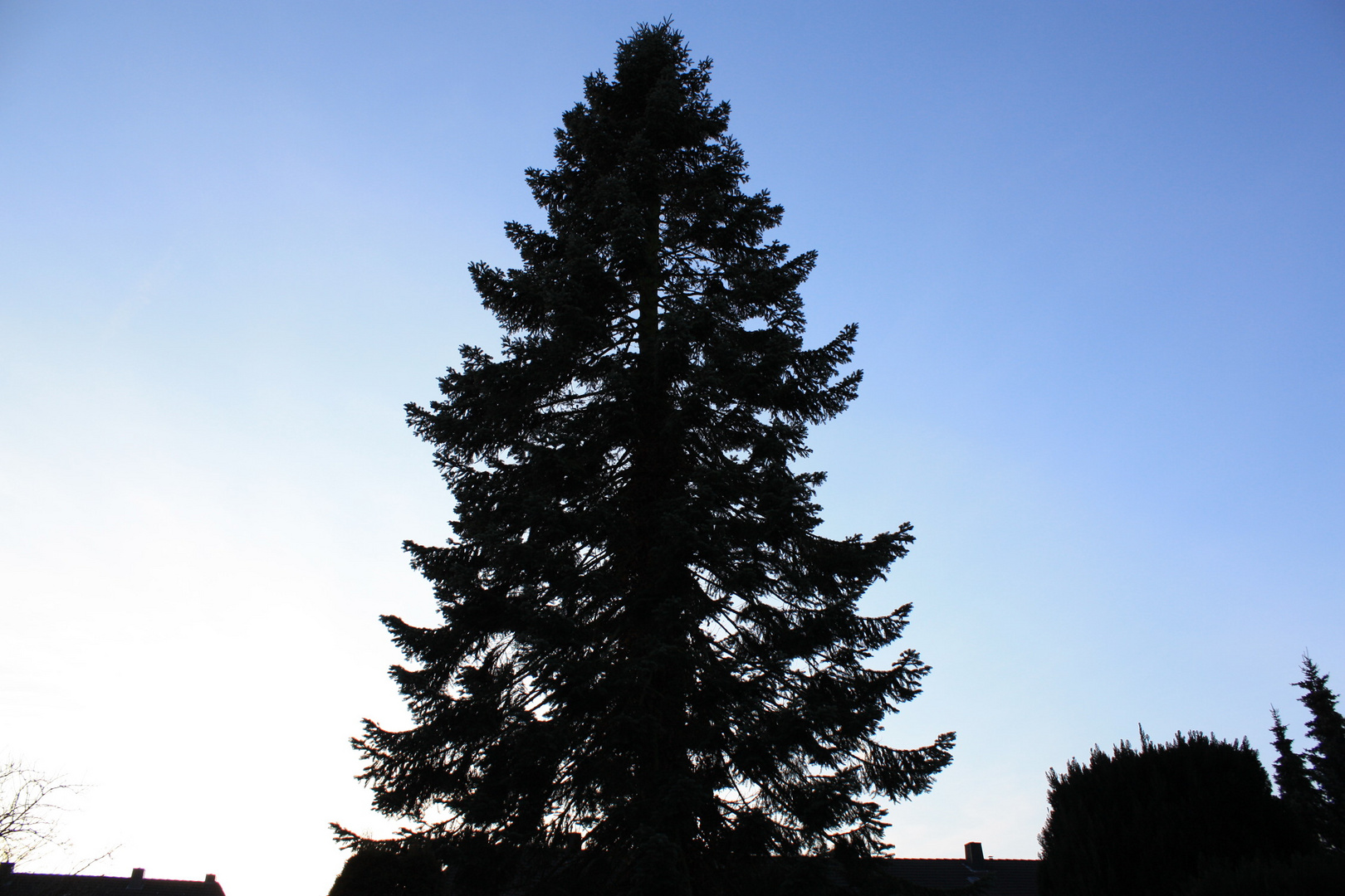 seine Majestät der Baum