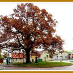 Seine Majestät - der Baum (mit Gedicht)