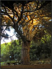 Seine Majestät der Baum   /   sua maestà l'albero   (1)