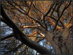 Seine Majestät der Baum   /   sua maestà l'albero   (2)