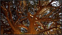 Seine Majestät der Baum   /   sua maestà l'albero   (3)