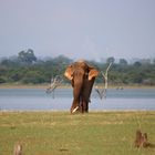 seine Majestät, der Elefant