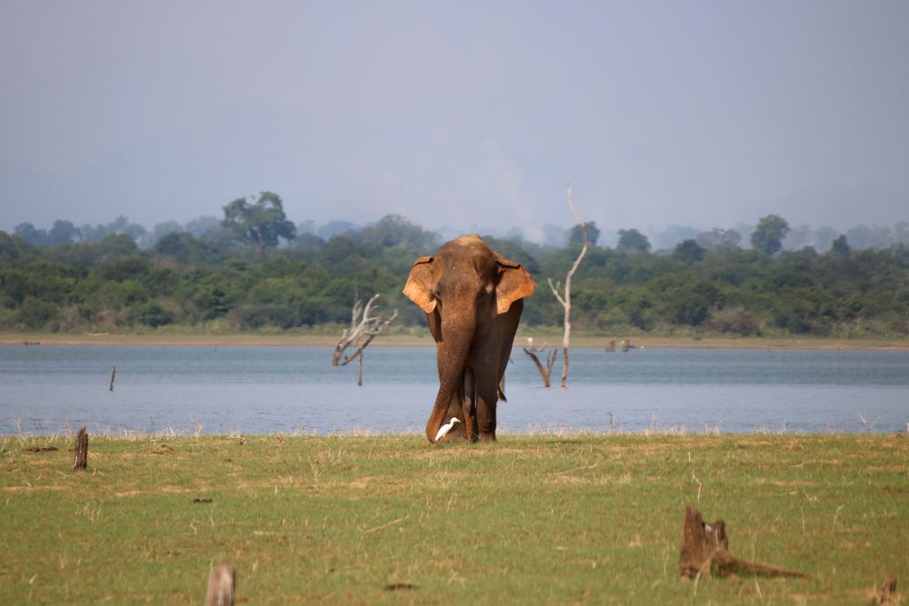 seine Majestät, der Elefant