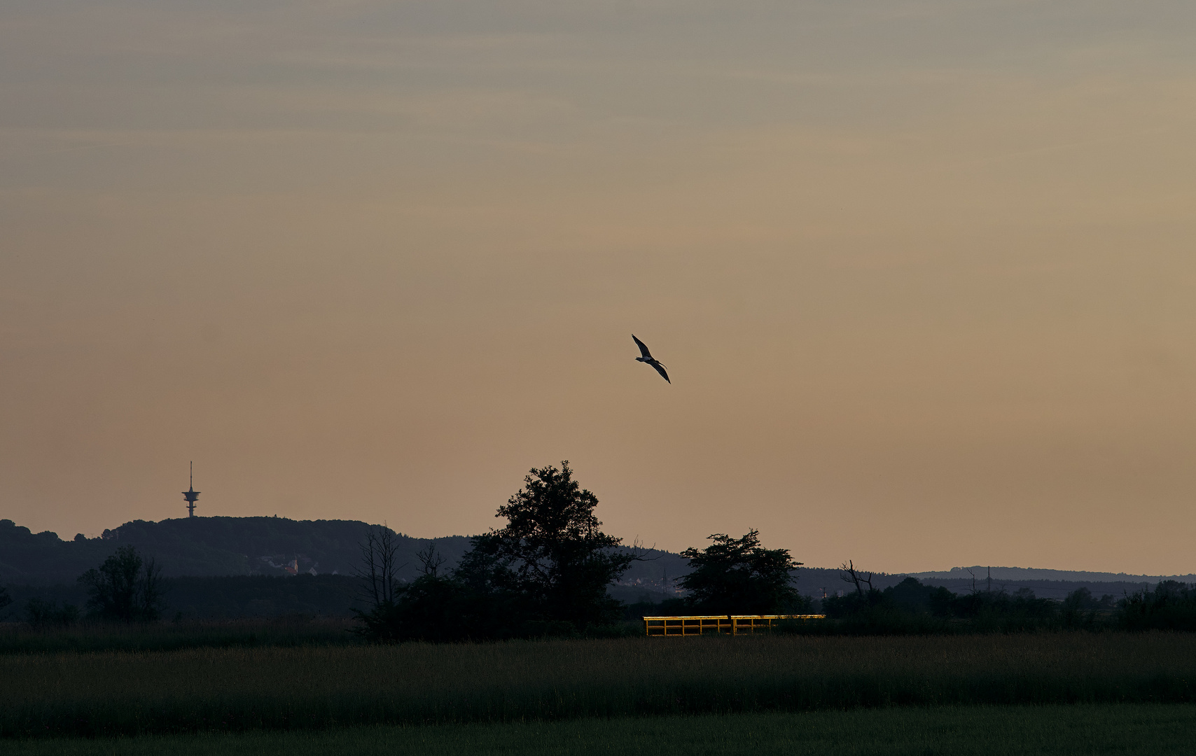 Seine Majestät der große Brachvogel