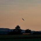 Seine Majestät der große Brachvogel