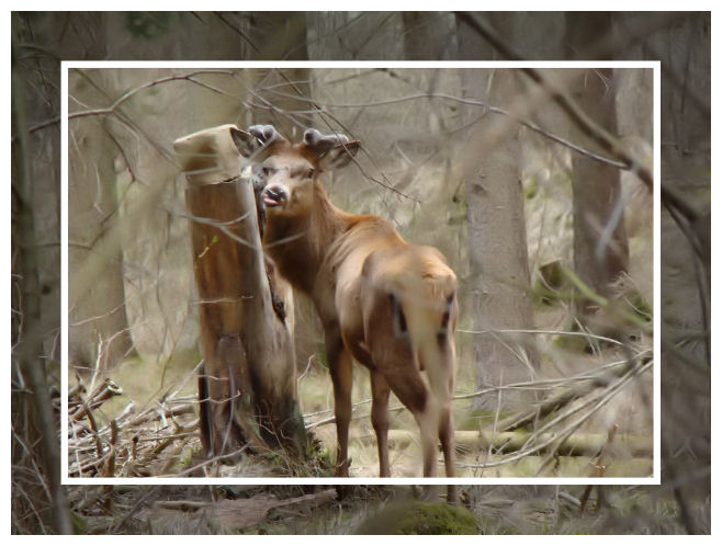 Seine Majestät, der Hirsch