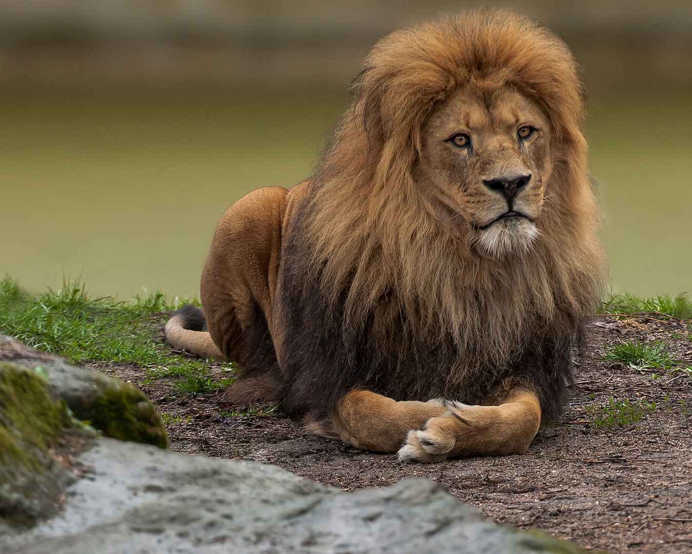 ...., seine Majestät der König !