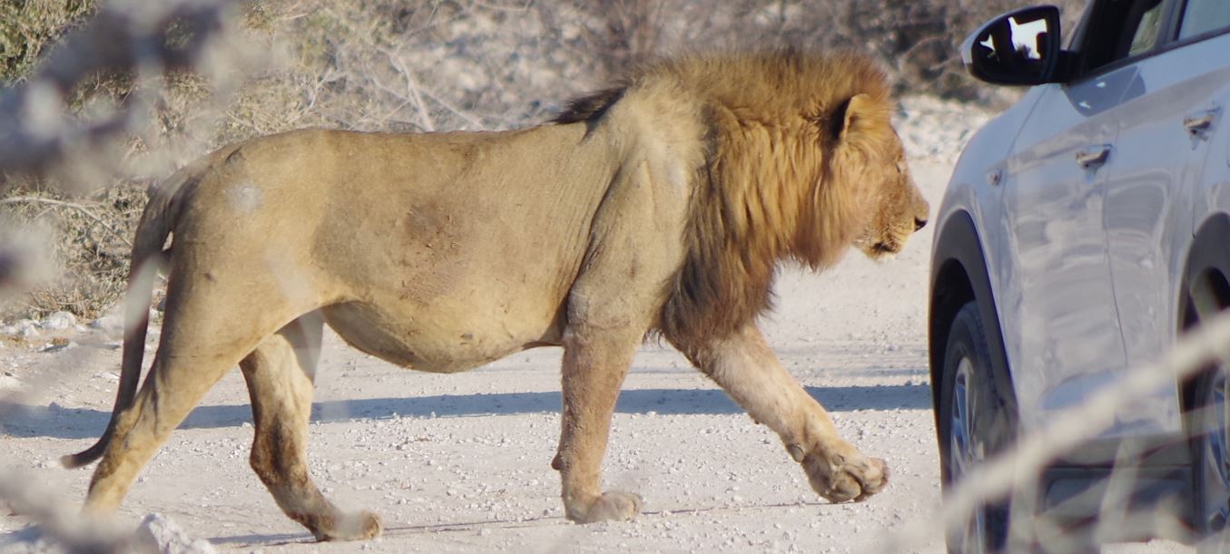 Seine Majestät, der König ...