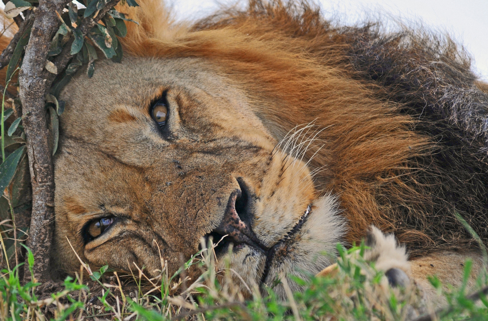 - Seine Majestät - der König der Tiere ist etwas schläfrig  -