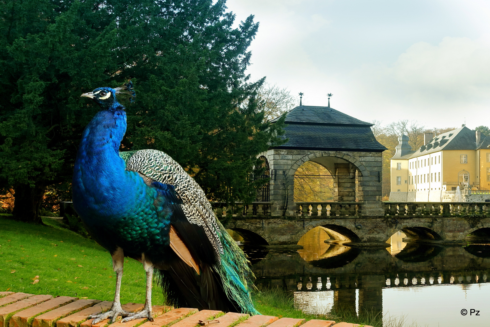 Seine Majestät: Der Pfau ...