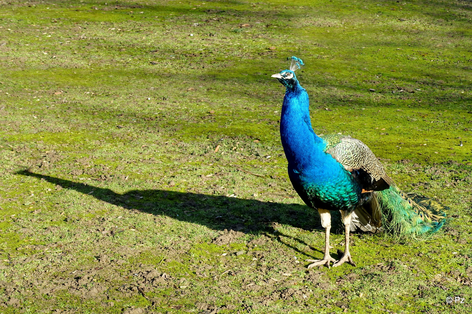 Seine Majestät: Der Pfau im Park von Schloss Rheydt ...