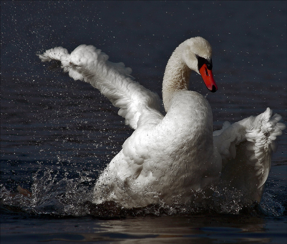 seine Majestät-der Schwan