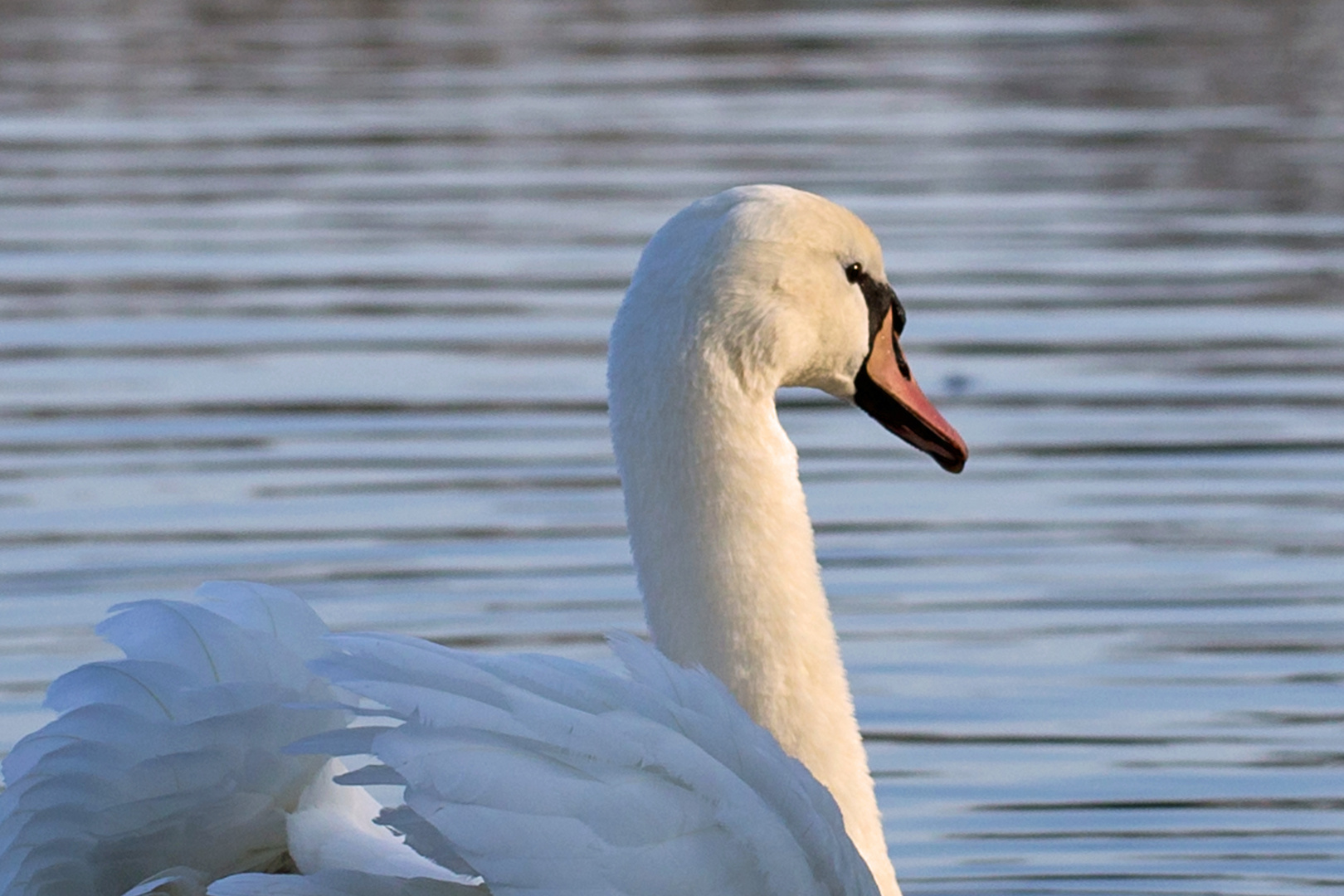 Seine Majestät, der Schwan