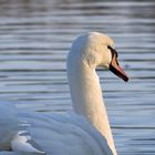 Seine Majestät, der Schwan