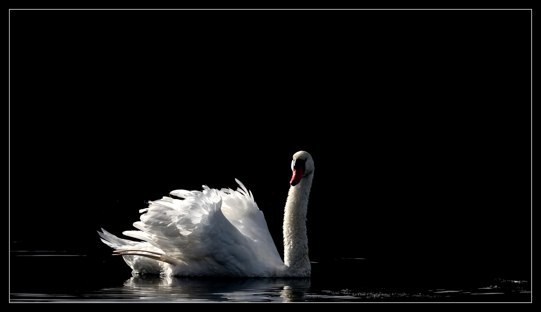 seine Majestät, der Schwan......