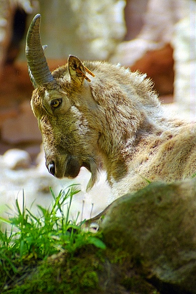 Seine Majestät, der Steinbock