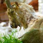 Seine Majestät, der Steinbock