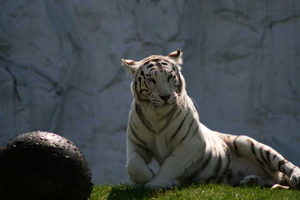 seine Majestät der weiße Tiger