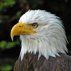 Seine Majestät - der Weißkopfseeadler