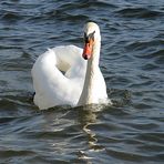 Seine Majestät... ein Schwan