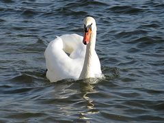 Seine Majestät... ein Schwan