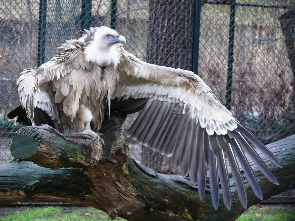 Seine Majestät "Herr Geier" (Zoo Berlin)