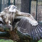 Seine Majestät "Herr Geier" (Zoo Berlin)