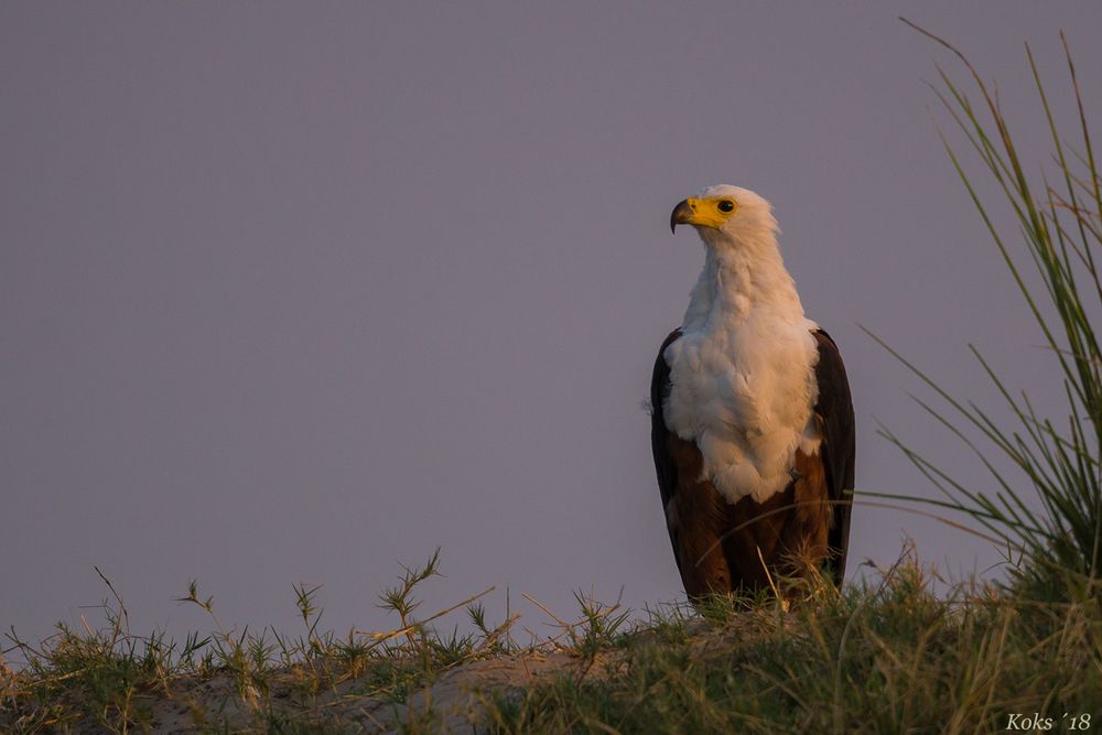 seine Majestät - Herr Haliaeetus