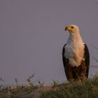 seine Majestät - Herr Haliaeetus