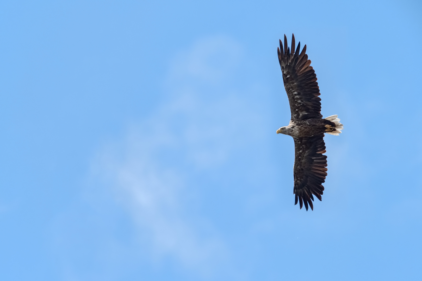 Seine Majestät  -  Seeadler