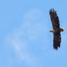 Seine Majestät  -  Seeadler