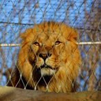 Seine Majestät….hinter Gittern