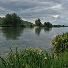 Seine normande