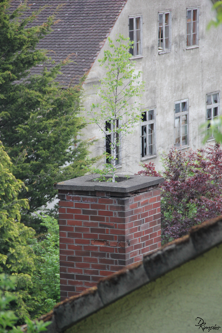 Seine ruhe haben um zu wachsen