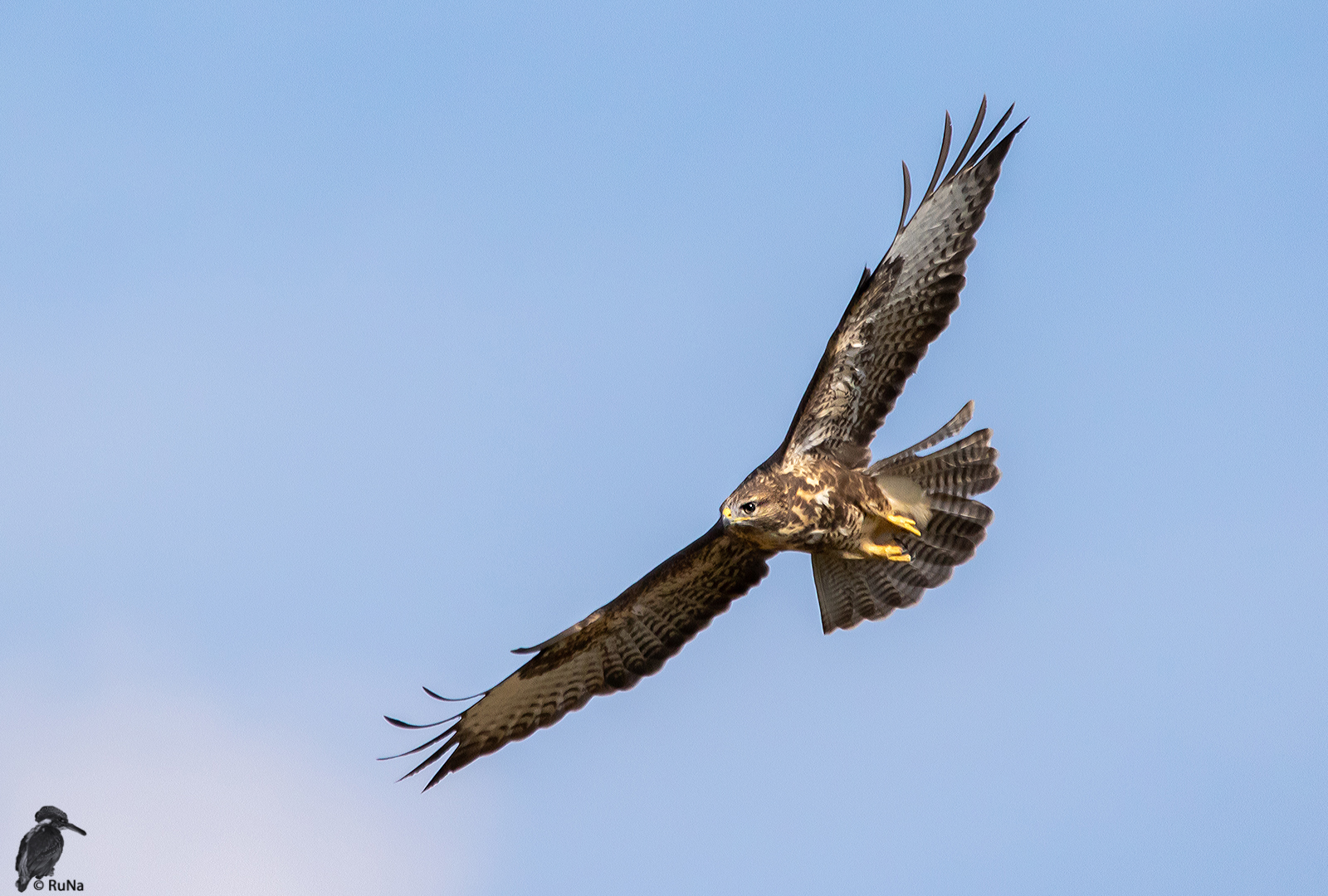 Seine Spannweite ... Foto & Bild | tiere, wildlife, wild ...