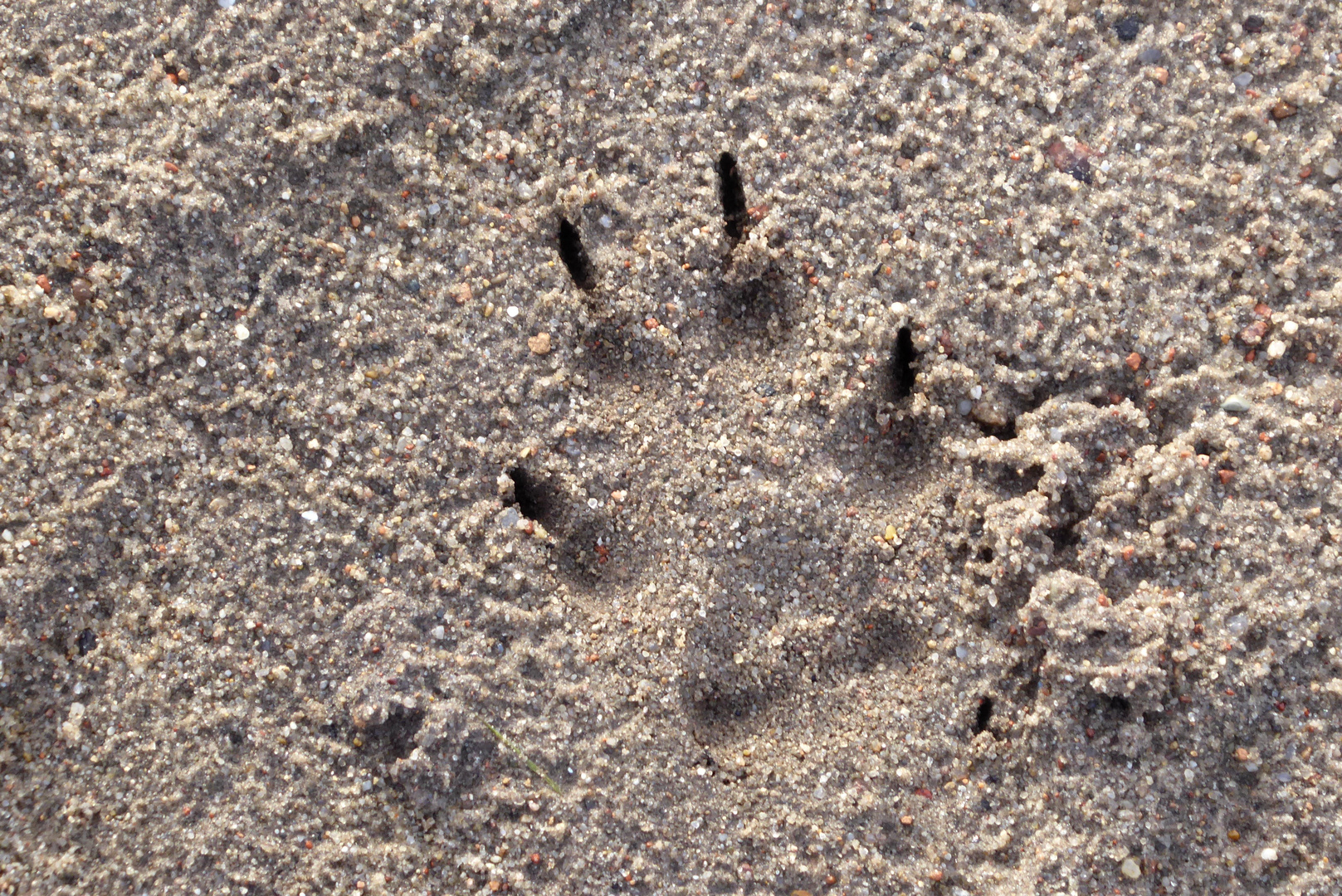 Seine Spuren im Sand....