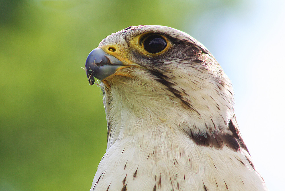 Seinem Blick...