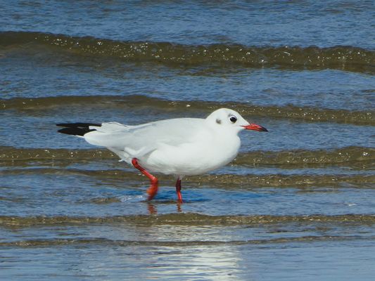 seinen Weg gehen - auch in 2024