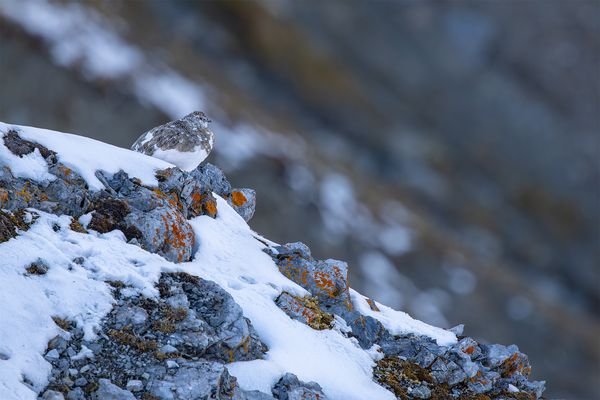 "Sein/Ihr Zuhause........"